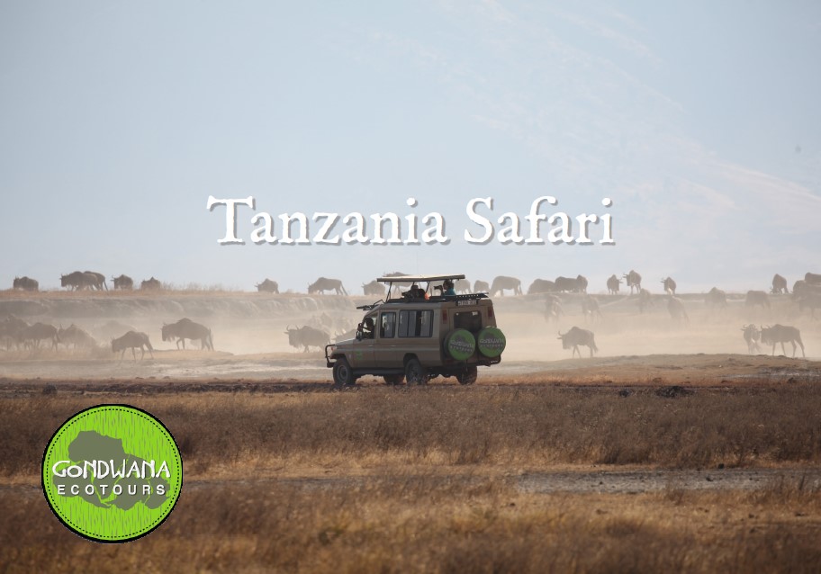 gondwana safari brochure part1