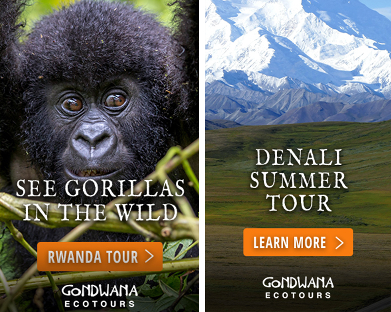 mi gondwana ecotours googld ad designs updated part 2